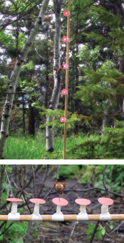 Figure 7. Photographs showing the flower arrays used by Ileana Nuri Flores Abreu to examine the use by the hummingbirds of horizontal and vertical information. Photos by I. N. Flores Abreu.