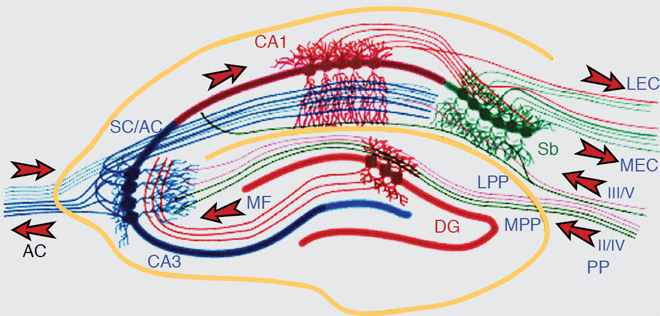 Figure 2. The Hippocampal Network: The hippocampus forms a principally uni-directional network, with input from the Entorhinal Cortex (EC) that forms connections with the Dentate Gyrus (DG) and CA3 pyramidal neurons via the Perforant Path (PP – split into lateral and medial). CA3 neurons also receive input from the DG via the mossy fibres (MF). They send axons to CA1 pyramidal cells via the Schaffer Collateral Pathway (SC), as well as to CA1 cells in the contralateral hippocampus via the Associational Commissural pathway (AC). CA1 neurons also receive input directly from the Perforant Path and send axons to the Subiculum (Sb). These neurons in turn send the main hippocampal output back to the EC, forming a loop.