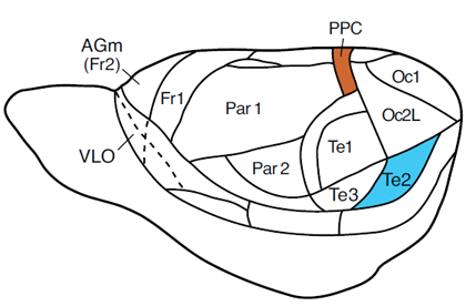 Figure 4. Pictorial representation of the posterior parietal cortex (PPC) and TE2 cortex in the rat.