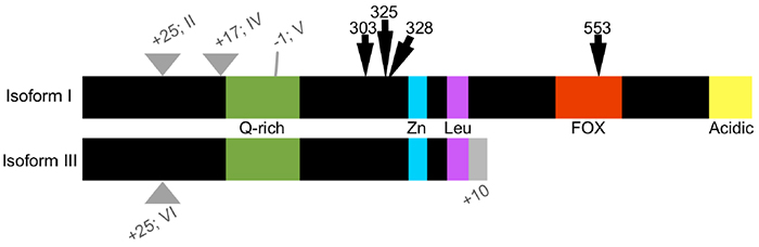 Figure 1. Schematic of human FOXP2 isoforms I–VI. FOXP2 is alternatively spliced as two major isoforms: the full-length isoform I and a truncated isoform III. Variations of either major isoform contain inserted or omitted amino acids (II, IV–VI), indicated here as the difference in number of amino acids (gray triangles). Both major isoforms possess a glutamine-rich (Q-rich) area, zinc finger (Zn) and leucine zipper (Leu) domains. Full-length isoforms of FOXP2 also possess a DNA-binding domain and an acid region on the C-terminus. Isoforms III and VI also have an additional 10 amino acids on the C-terminus that are not shared with the full-length isoforms. Arrows indicate amino acid substitutions between human and chimpanzee (303 and 325) or related to human speech disorders (328 and 553).