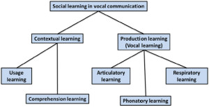 Figure 1. Taxonomy proposed by Janik and Slater (2000) in which vocal learning is distinguished from contextual learning and subtypes of vocal learning are associated with different effectors. In this framework, vocal imitation of amplitude and duration features involves respiratory learning, imitation of frequency contours or pitch involves phonatory learning, and imitation of timbre involves articulatory learning.