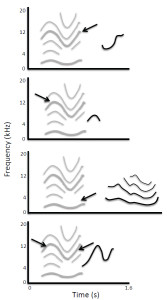 Figure 7. Spontaneous vocalizations produced by a bottlenose dolphin after broadcasts of computer-generated tonal sounds show that dolphins initially imitate subcomponents of the experienced sound (top three images) before producing a more complete copy (adapted from Reiss & McCowan, 1993; Figure 3). Gray lines show spectrographic contours and harmonics of the broadcast sound, and black lines show the contours and harmonics of the dolphin’s sounds. Arrows point to components of the target sound that are similar to the sound produced by the dolphin.