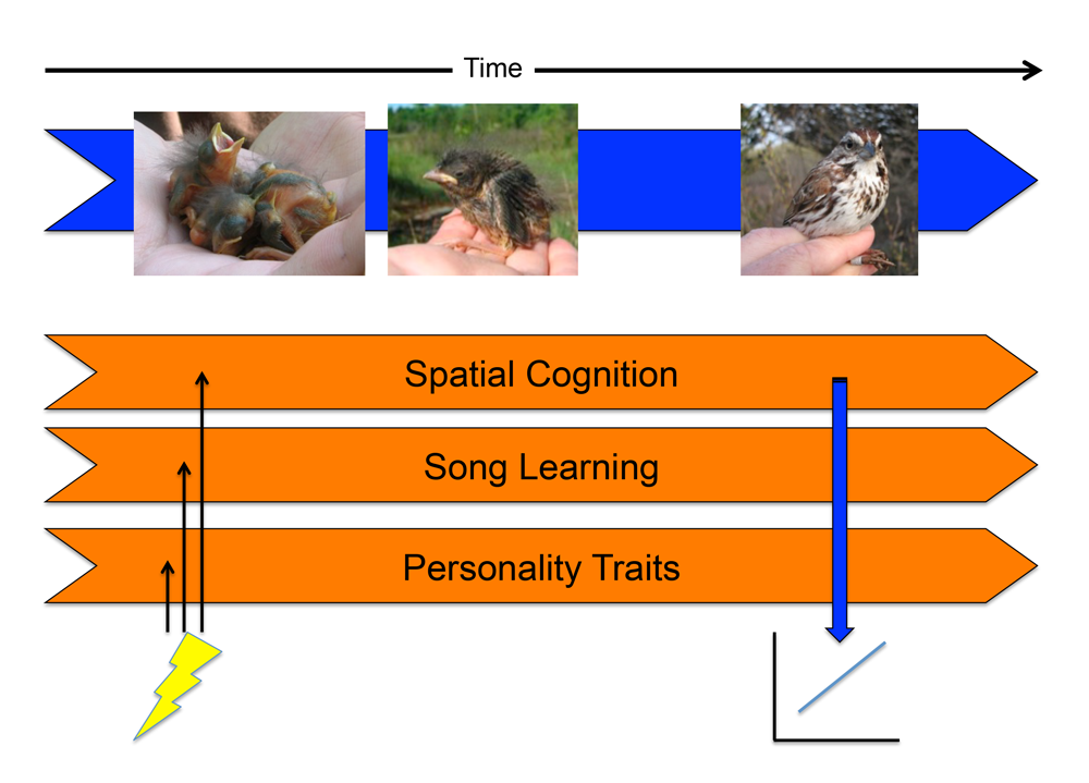 Figure 1. Developmental stress may induce correlations among traits in adulthood. Horizontal orange arrows indicate the developmental trajectories of neurocognitive systems. If a stressor affects the development of multiple neurocognitive traits early in development (indicated by lightning bolt), this may result in positive correlations between the traits in the adult animal (time point indicated by vertical blue arrow). In this way, traits that are functionally independent in adulthood (e.g., birdsong and spatial memory) may be correlated across individuals. Figure modified from Spencer & MacDougall-Shackleton (2011) with permission.