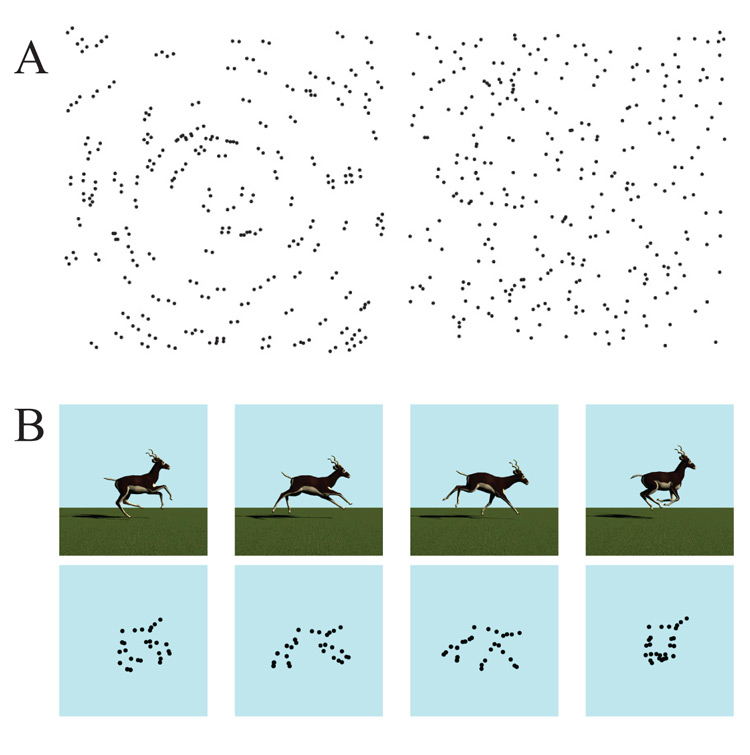 Figure 3. Examples of stimuli from experiments on dot-based perceptual grouping. Panel A depicts a Glass pattern (left) and a random pattern in the style of Kelly et al. (2001; right). Panel B depicts a subset of frames from a fully-rendered, background-included sequence of an animal running with the corresponding biological-motion pattern below it (Qadri, Asen, et al., 2014).