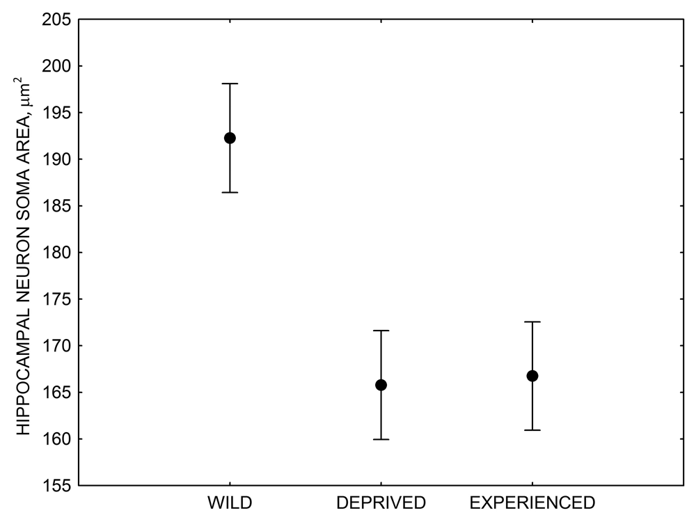 Figure 4C. Mountain chickadees: hippocampal neuron soma size in wild-caught and captive birds with differences in memory use.
