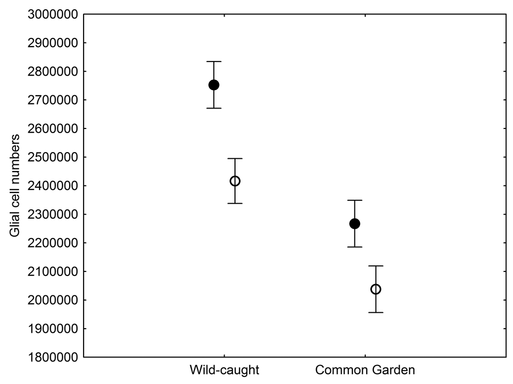Figure 5. Mean total number of hippocampal glial cells in black-capped chickadees from two populations from the extremes of the environmental harshness range sampled both directly from the wild (filled circles) and hand-reared and maintained in the same controlled laboratory environment (open circles). From Roth et al. (2013).
