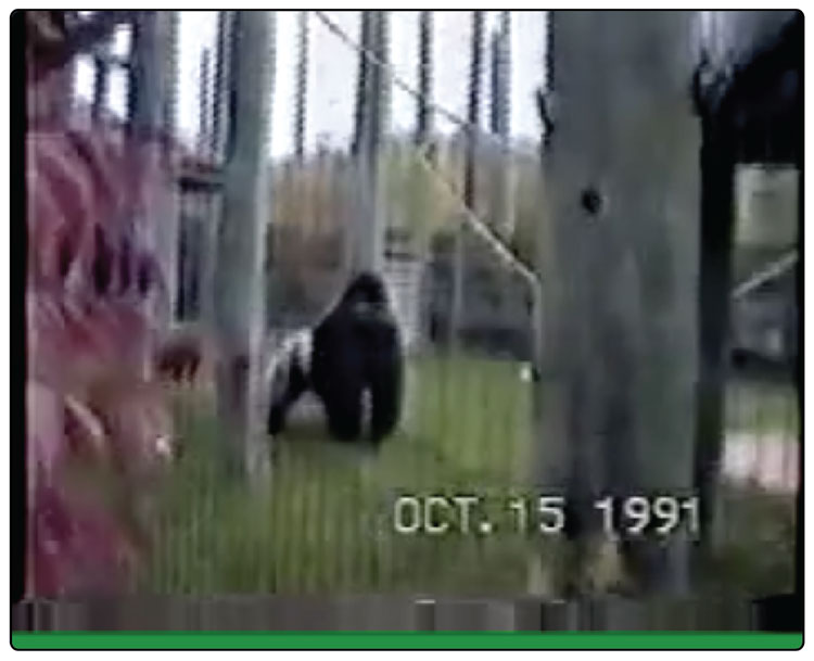 Video 1. Adult male gorilla participating in a spatial memory task at the Toronto Zoo, 1991.