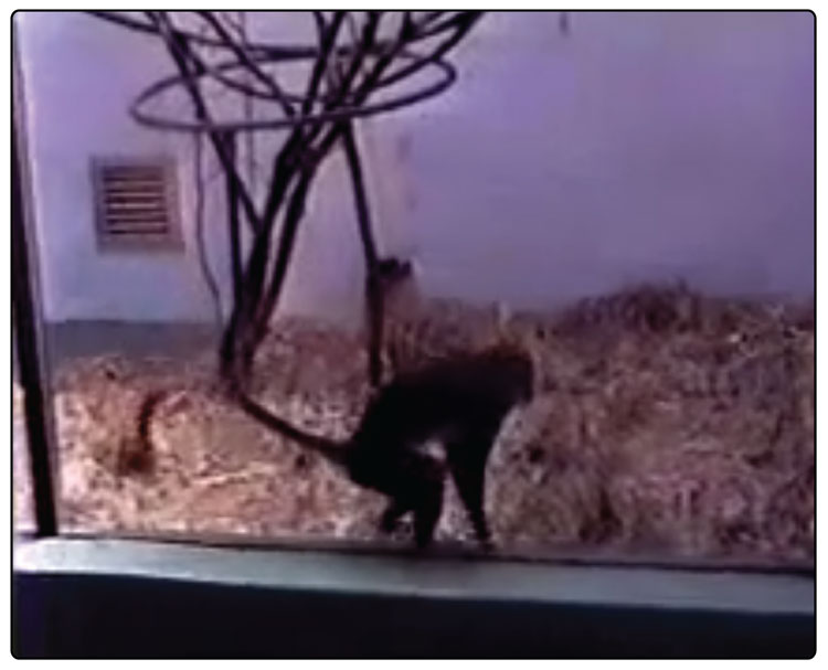 Video 2. Adult female Old World monkey (Cercopithecus ascanius whitesidei) participating in a spatial memory task at the Stanley Park Zoo, 1989.