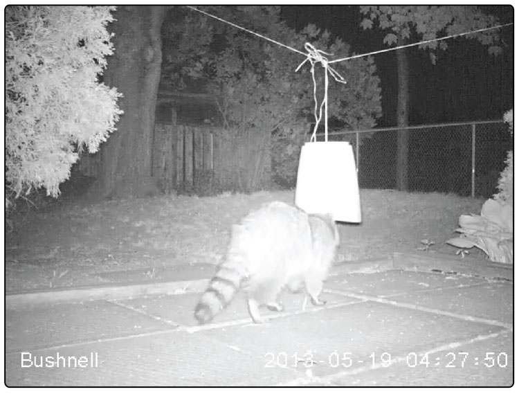 Video 4. Urban raccoon attempting the food bucket task.