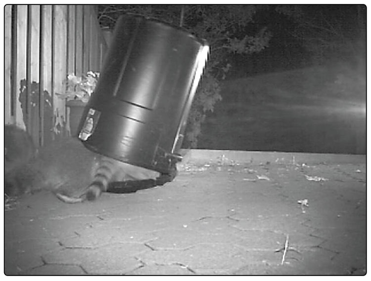 Video 6. Urban raccoon family attempting the garbage can task. (This illustrates the difficulty in obtaining data from individual animals in a wild setting!)