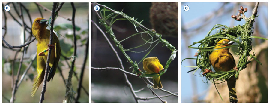 Figure 1. Photographs showing the initial attachment phase (a) and the start (b) and end (c) of the ring phase in weaverbird Ploceusspp. nest building. The start of the ring phase (b) is indicated by the formation of a central ring at the bottom of the assuming structure, and the end (c) is indicated by the formation of the egg chamber: two grass blades that project in front of the builder. Adapted from Walsh et al. 2011. Photos by Ida Bailey (a) and Kate Morgan (b) and (c).