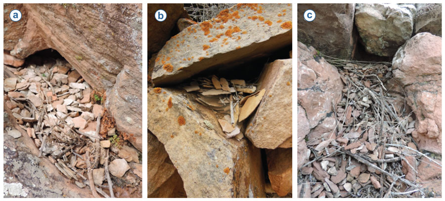 Figure 2. Three different images depicting variability in facultative rock wren Salpinctes obsoletus nest augmentation—the collection and allocation of stones around the nest cavity entrance. Number of stones placed in each nest: (a) 216; (b) 223; and (c) 602. Photos by Nat Warning.