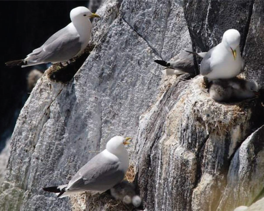 Figure 3. Kittiwakes Rissa tridactyla nesting on the side of a cliff. When a breeding attempt is not successful (top left individual), these birds use intraspecific social information (the relative success or failure of breeding neighbours) to decide where to build their next nest. Photo by Shoko Sugasawa.