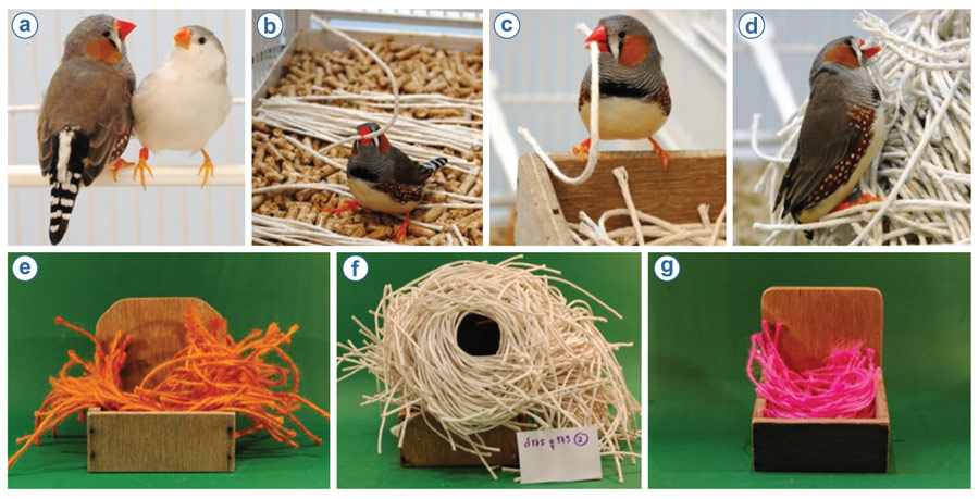 Figure 4. A series of photographs showing a pair of zebra finches Taeniopygia guttata (a) and a variety of the different materials with which the male will build a nest (b–d), such as orange (e) or pink (g) twine or non-dyed stiff string (f) under laboratory conditions. Photos by Eira Ihalainen (a–e, g) and Alexis Breen (f).