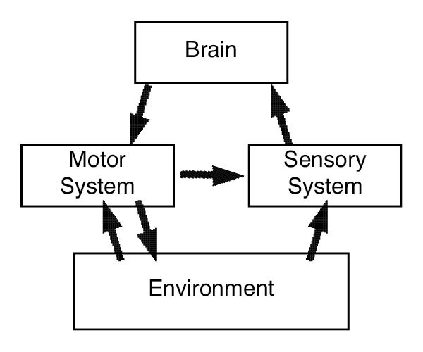Figure 2. An illustration of embodied cognition, based on Hochner (2012). The activity of the brain in behavior is supported by the motor system and the sensory feedback that it provides, as well as the environment. Continuous dynamics rather than top-down hierarchical orders are said to characterize the behavioral system.