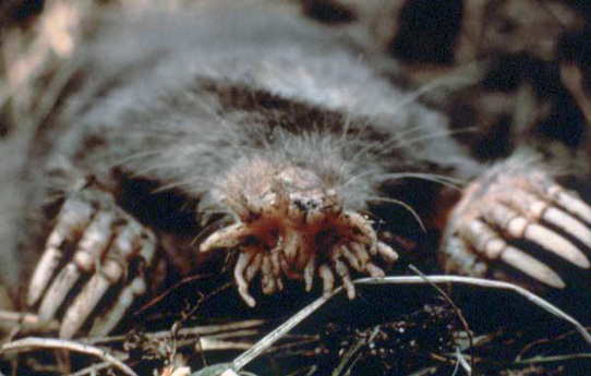 Figure 1. The star-nosed mole, Condylura cristata, sports a fleshy protuberance on its face called the star nose. The star nose is a mechanoreceptor that is highly represented in the mole’s primary somatosensory cortex: 52% of the “moleunculus” (Catania, 1999; Catania & Kaas, 1997) is taken up by the star nose. Two foveal rays, one on each side, are especially sensitive. The foveal rays are located at the bottom nearest the center of the face. Photo from the U.S. National Parks Service, in the public domain. From Wikimedia creative commons: https://commons.wikimedia.org/wiki/File:Condylura.jpg