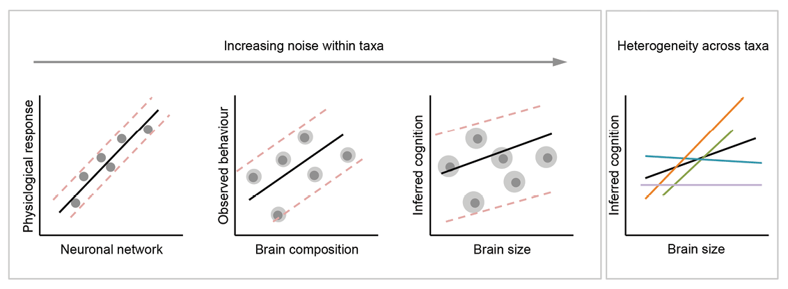 Figure 1. Effects of noise and heterogeneity on brain–behavior correlations as measures of a biological trait (on both axes) become increasingly crude. As measurements move away from direct, quantitative data of primary biological processes both axes become increasingly noisy (as indicated by the gray halos around each data point). The interaction between signal, noise, and heterogeneity may result in contrasting correlations between taxonomic groups (indicated by differently colored lines). When correlations are averaged across these groups, the resulting associations may retain little information.