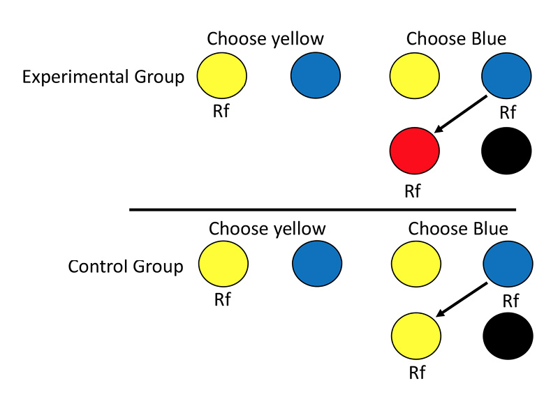 Figure 3. Design of Zentall et al. (2016, Experiment 3). When pigeons chose yellow, reinforcement (Rf) was provided and the trial was over. When pigeons chose blue, reinforcement was provided and they could peck the other color to receive a second reinforcement. For the control group, the other color remained yellow. For the experimental group, the yellow color changed to red.
