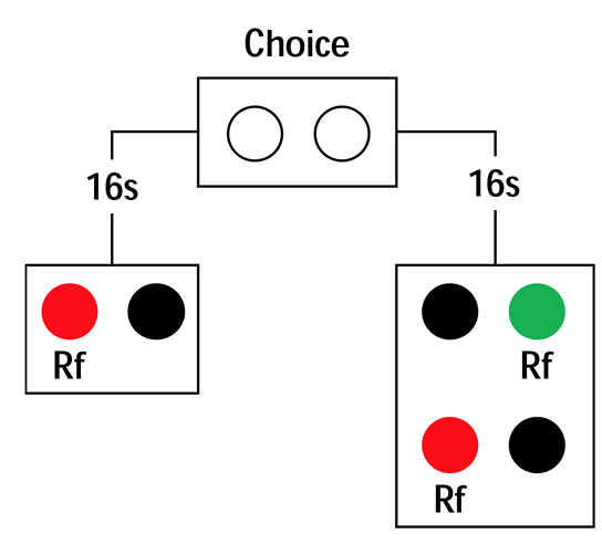 Figure 1. Commitment response procedure for the ephemeral reward task.