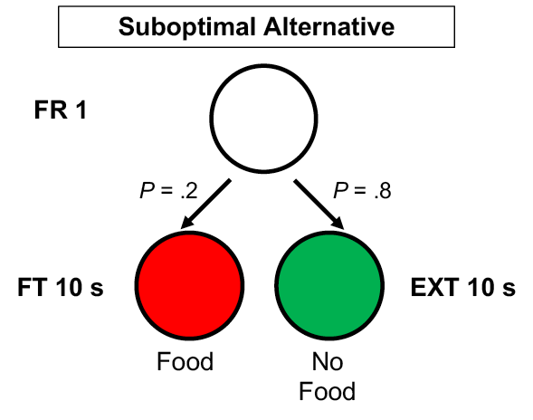 Figure 2. Schematic of the suboptimal choice alternative’s chained schedule, as described in Stagner and Zentall (2010).