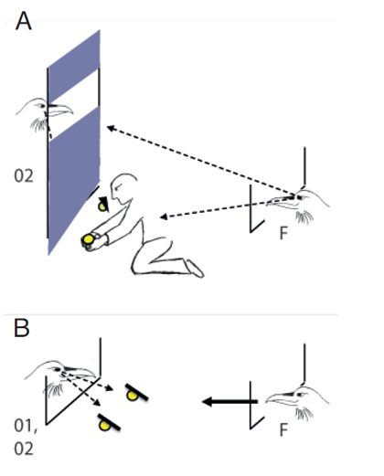 Figure 2. Sketch of the modified experimental set-up designed to dissociate the focal subject’s view from the view of its competitors. A. Potential competitors for pilfering (O1= bystander at cache 1, O2 = bystander at cache 2) are sitting on a perch. In the partially intact condition, a curtain is pulled down, blocking the competitors’ view towards the caches. However, the window in the upper part of the curtain ensures that the focal subject (F) can see the competitor at caching. B. At testing, the curtain is always pulled up and one of the competitors (O1 or O2) is sitting on the ground, next to the wire mesh. Arrows with broken lines symbolize gaze direction; arrow with full line symbolize head start of the focal subject.