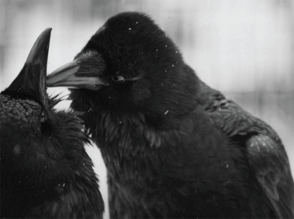 Figure 3. An illustration of ravens engaging in preening, which is an analogue to grooming in primates. Photo by C. Schloegl