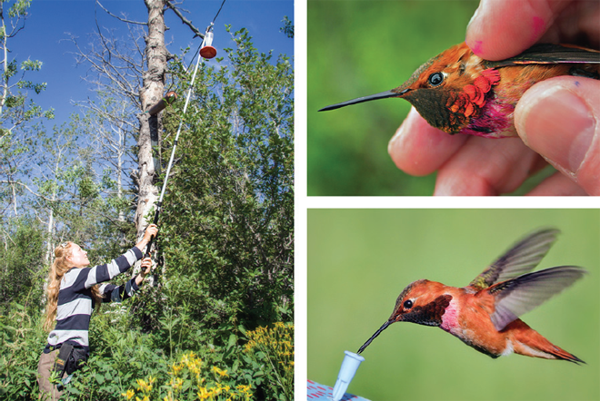 Figure 3. Photographs showing the elevated feeder (to deter bears) being lowered during pre-training (left), a newly marked bird in the hand (top right) and a marked bird feeding during an experiment (bottom right). Photos by T. A. Hurly.