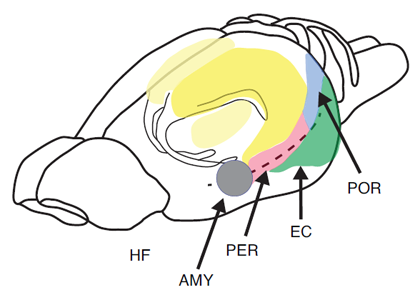 Figure 1. Pictorial representation of the hippocampus (HF), entorhinal cortex (EC), perirhinal cortex (PER), postrhinal cortex (POR), and amygdala (AMY) in the rat.