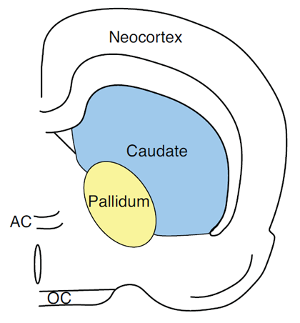 Figure 3. Pictorial representation of the caudate nucleus in the rat.