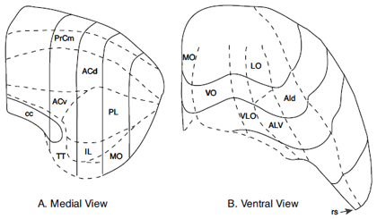 Figure 5. Frontal areas of the rat: A. Medial View. B. Ventral view. Abbreviations: PrCm (PC)-precentral cortex; ACdorsal and ventral anterior cingulate; PL-IL-prelimbic and infralimbic cortex; MO-medial orbital cortex; AI-dorsal and ventral agranular insular cortex; LO-lateral orbital cortex; VO-ventral orbital cortex; VLO-ventrolateral orbital cortex.