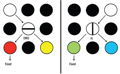 Figure 10. Design of experiment that controlled for the duration of a trial. Choice of the left key resulted in presentation of a horizontal line, for example, on the center key and if the pigeon refrained from pecking (DRO20s) the horizontal line, it could choose between a red (S+) and yellow (S-) stimulus on the side keys. Choice of the right key resulted in presentation of a vertical line on the center key and if the pigeon pecked (FI20s) the vertical line, it could choose between a green (S+) and blue (S-) stimulus on the side keys. Pigeons schedule preference was used to predict their preference for the S+ stimulus that followed the schedule on probe trials (after Singer, Berry, & Zentall, 2007).
