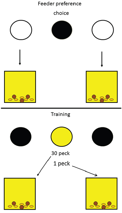 Figure 2. Design of the experiment by Friedrich & Zentall (2004), in which pigeons had to make 30 pecks to receive reinforcement from their less preferred feeder and only one peck to receive reinforcement from their more preferred feeder.