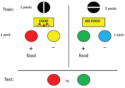 Figure 6. Design of experiment by Friedrich et al. 2005, Group Signaled Reinforcement) in which one stimulus signaled that food would be presented prior to the appearance of discriminative stimuli and the other stimulus signaled that food would not be presented prior to the appearance of a different pair of discriminative stimuli. Following extensive training, when pigeons were given a choice between the two positive stimuli, they preferred the one that followed the absence of food.