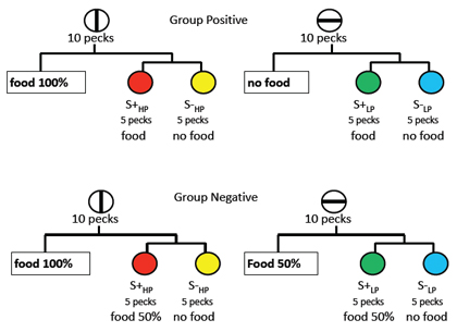 Figure 9. Design of experiment by Clement & Zentall (2002, Exp. 3) to determine if the effect of the anticipation of the absence of reinforcement was due to positive or negative contrast. For group positive (top panel), on some trials pigeons were presented with a vertical-line stimulus and 10 pecks would produce either reinforcement or a choice between two colors (choice of the correct stimulus S+HP would be reinforced 100% of the time, thus, no contrast). On other trials pigeons were presented with a horizontal-line stimulus and 10 pecks would produce either the absence of reinforcement or a choice between two other colors (choice of the correct stimulus S+LP would be reinforced 100% of the time, thus, positive contrast). On probe trials, when given a choice between the two correct colors, S+HP and S+LP the pigeons preferred the color associated with the horizontal-line stimulus (the correct stimulus that on other horizontal-line trials would have produced the absence of reinforcement), thus providing evidence for positive contrast (on the horizontal-line trials).