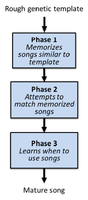 Figure 9. Template model of vocal learning and imitation originally developed to explain how birds learn songs and subsequently used as a model of vocal imitation.