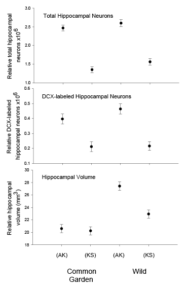 Figure 2D. Black-capped chickadees: hippocampus volume, the number of neurons, and neurogenesis in hand-reared vs. wild-caught birds.
