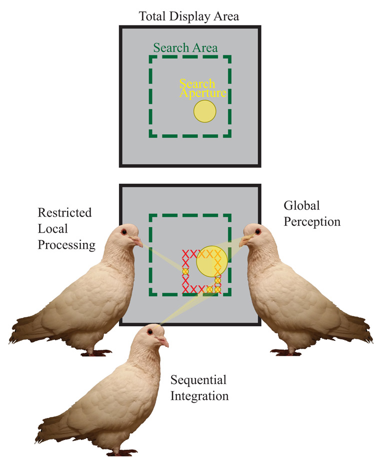 Figure 1. Depiction of the different hypothesized modes of spatial attention mechanisms and their critical features. We propose that pigeons use an attentional aperture over areas of the display to visually process information in the operant chamber. These distinctions yield two distinct types of global strategies: sequential integration and global perception. As depicted by the pigeon on the bottom, sequential integration applies a small attentional aperture to multiple spatial locations, integrating the information from each aperture to yield a global percept. The pigeon on the right depicts global perception, where a global feature is extracted from a single, large aperture. In contrast, the pigeon on the left applies a small aperture to only a single location, exemplifying a mode of (spatially) restricted local processing.