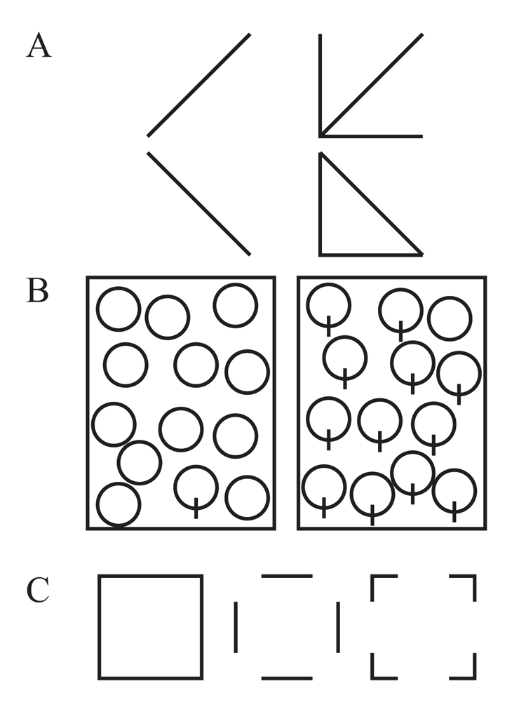 Figure 2. Examples of stimuli from different experiments focused on line-based figural processing. Panel A depicts a classic human configural superiority effect that has been tested with pigeons. Panel B shows a search asymmetry task in which the unique element contains an added line, which benefits humans in searching for the target, but not pigeons. Panel C depicts two-dimensional shape stimuli that have had either vertices/cotermination or line segments or edges removed.