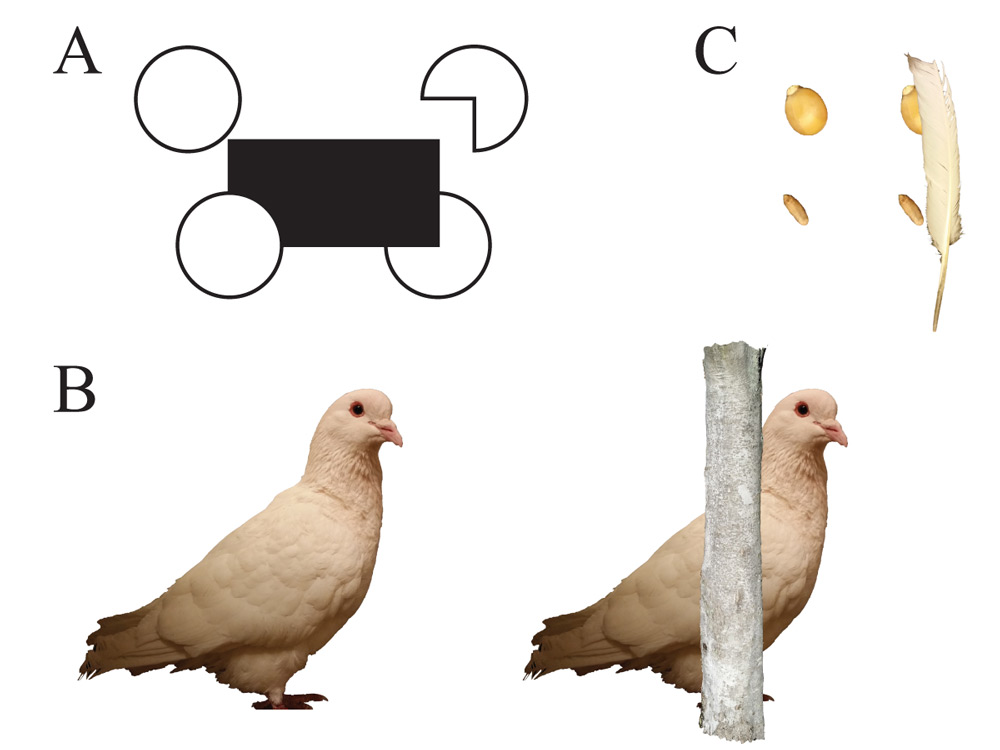 Figure 4. Examples of stimuli from experiments testing perceptual completion. Panel A shows a canonical setup, where the pigeons are trained with the circle and Pac-Man shape separated from the rectangle (top targets) and then tested with the circle and Pac-Man shape adjacent to the target (bottom targets; similar to Sekuler et al., 1996). Examples can be replicated using pictures of grain (Panel B) similar to (Ushitani & Fujita, 2005) and images of conspecifics (Panel C) with size and species-appropriate occluders similar to (Aust & Huber, 2006).