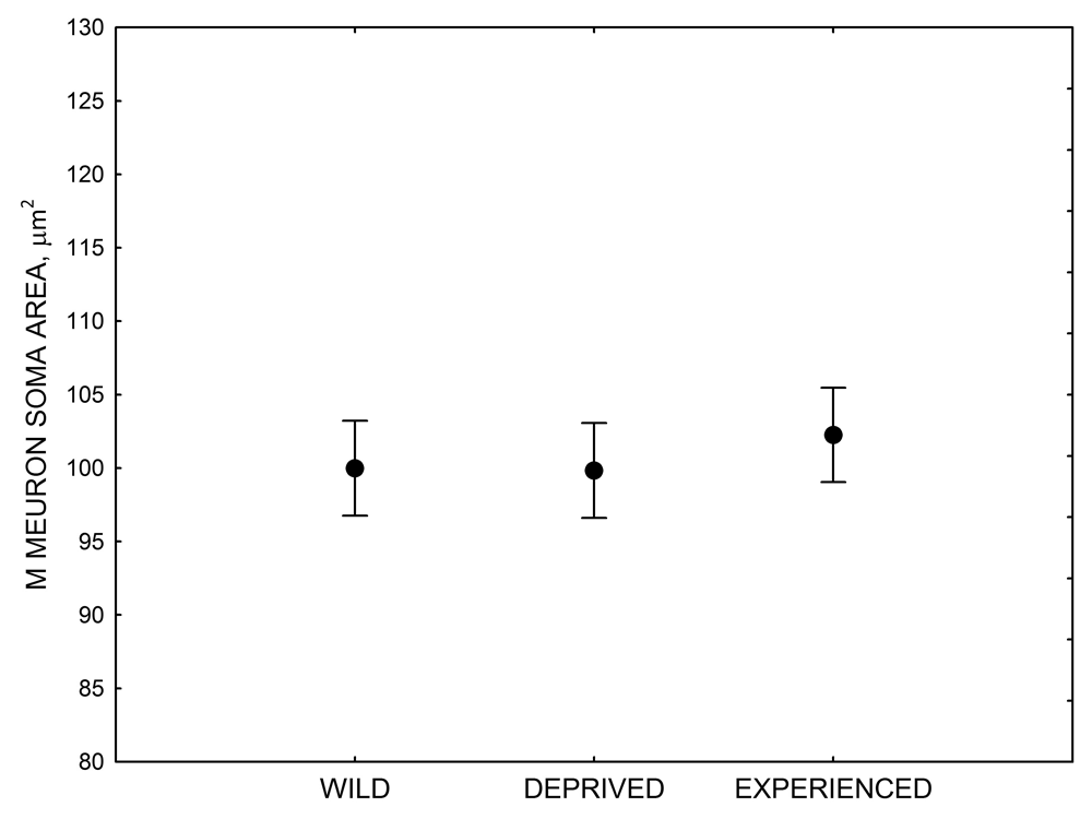 Figure 4D. Mountain chickadees: M neuron soma size in wild-caught and captive birds with differences in memory use.