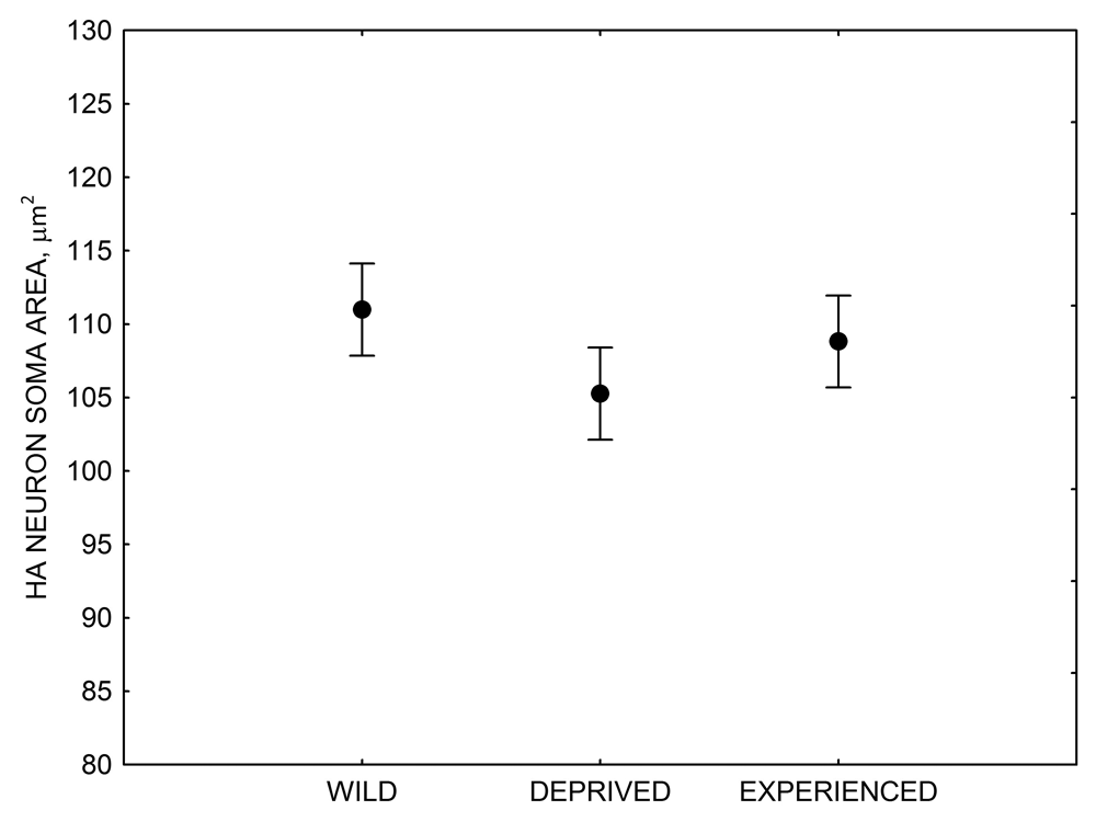 Figure 4G. Mountain chickadees: HA neuron soma size in wild-caught and captive birds with differences in memory use.