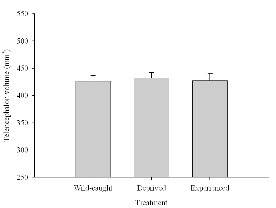Figure 6A. Mountain chickadees; telencephalon volume in wild-caught and captive birds with differences in memory use.