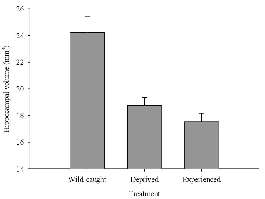 Figure 6B. Mountain chickadees; hippocampus volume in wild-caught and captive birds with differences in memory use.