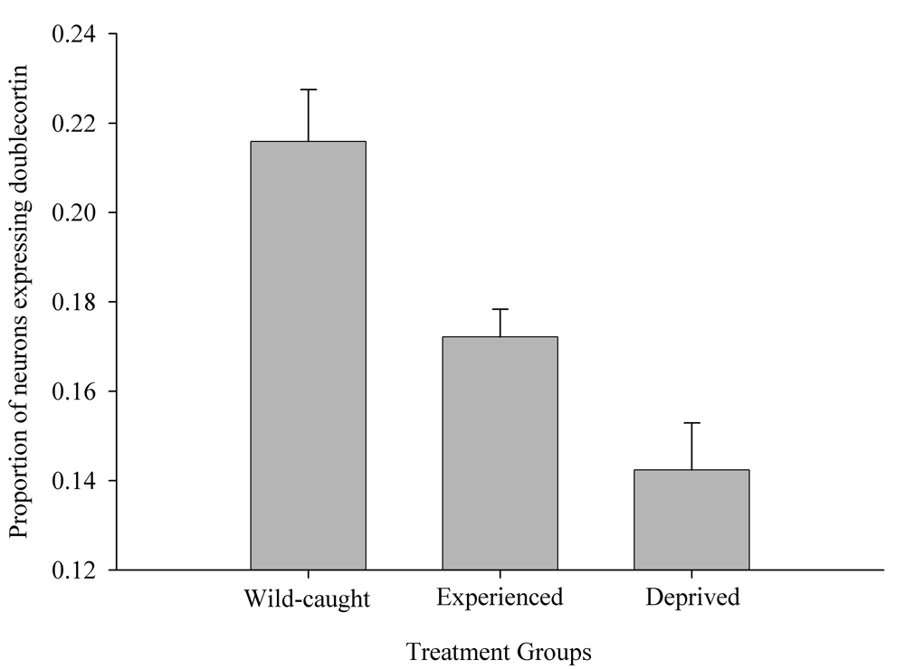 Figure 6D. Mountain chickadees; proportion of new hippocampal neurons in wildcaught and captive birds with differences in memory use.