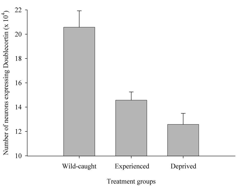 Figure 6E. Mountain chickadees; hippocampal neurogenesis in wild-caught and captive birds with differences in memory use.