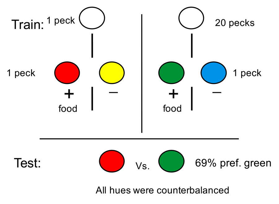 Figure 2. On some trials a single peck was required to the white key and the pigeon had a choice between red and yellow stimuli (red was always correct). On other trials 20 pecks to the white key was required and the pigeon had a choice between green and blue stimuli (green was always correct). On test trials the pigeon was given a choice between the red and green stimuli.