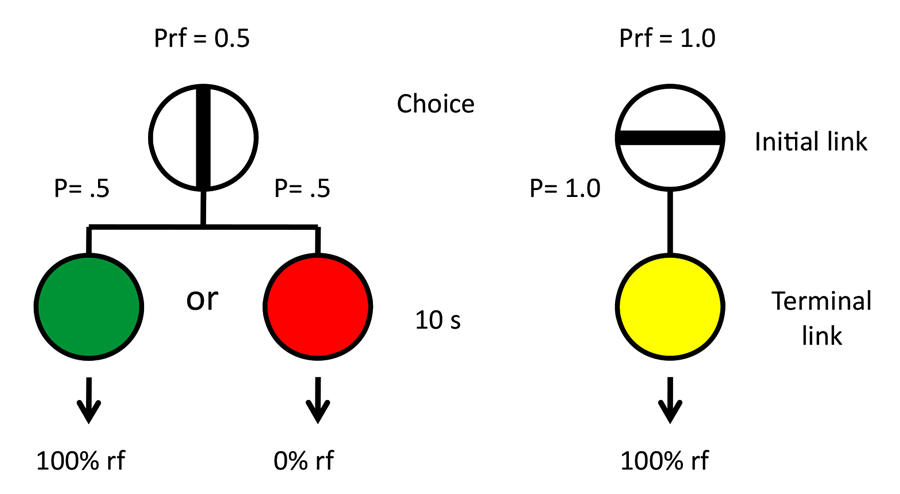 Figure 11. Design of Smith and Zentall (submitted).