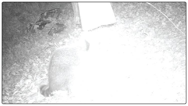 Video 5. Wild raccoon attempting the food bucket task.