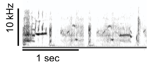 Figure 2. An excerpt of European starling song, illustrating its spectrotemporal complexity.