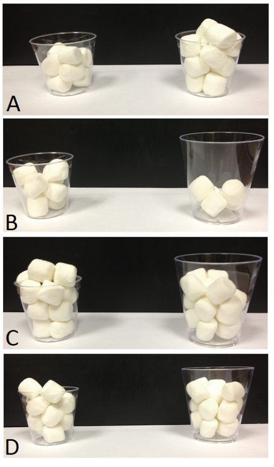 Figure 3. Example trials presented to chimpanzees in Parrish and Beran (2014b). (A) Equal-sized cups hold eight items (left) and 12 items (right), and chimpanzees were highly proficient at choosing the larger amount. (B) The smaller cup holds more items, making this a very easy discrimination. (C) Cups differ in size, but each holds 15 items. Chimpanzees sometimes showed a preference for the smaller cup, which appears to be more full. (D) The smaller number of items is in the smaller cup, and this condition also sometimes produced errors in chimpanzees. Reprinted from “Chimpanzees Sometimes See Fuller as Better: Judgments of Food Quantities Based on Container Size and Fullness,” by A. E. Parrish and M. J. Beran, 2014, Behavioural Processes, 103, p. 189. Copyright 2014 by Elsevier.